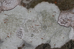 Lecanora louisianae