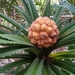 Pandanus analamerensis - Photo (c) nomentsoa, some rights reserved (CC BY-NC), uploaded by nomentsoa