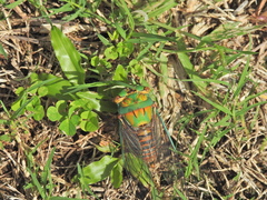 Macrotristria sylvara