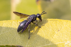 Allorhynchium chinense
