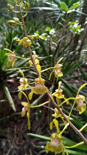 Eulophia calcarata