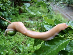Urocyclinae