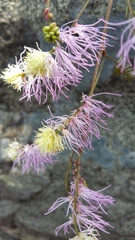 Dichrostachys tenuifolia