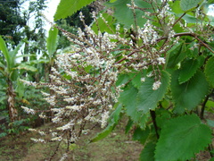 Coffeeae