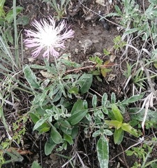 Psephellus schistosus