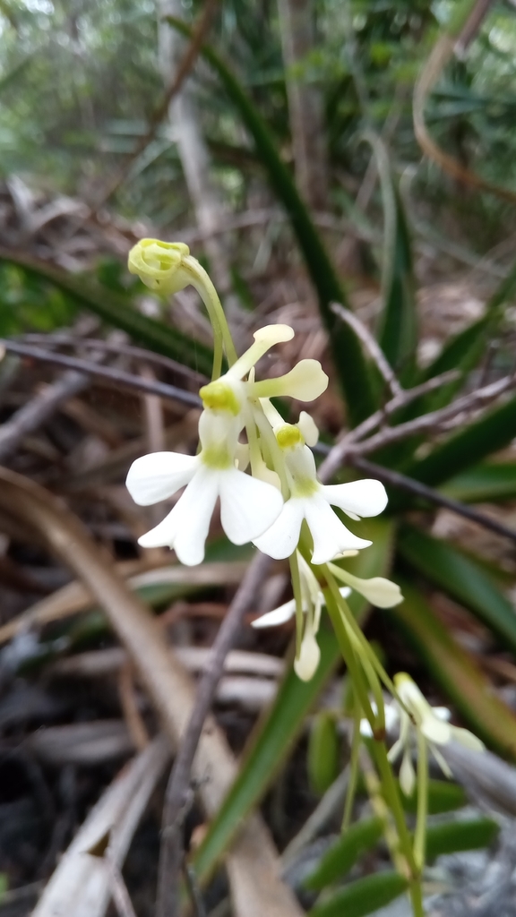 Neobathiea spatulata