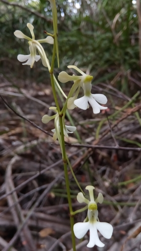 Neobathiea image