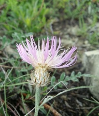 Psephellus schistosus