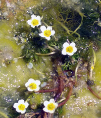 Ranunculus rionii
