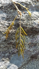 Dichrostachys tenuifolia