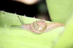 Stanisicarion freycineti