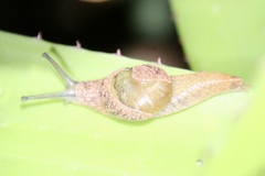 Stanisicarion freycineti