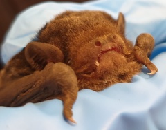 Chalinolobus gouldii