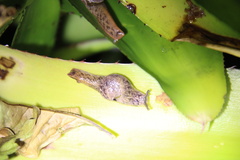 Stanisicarion aquila