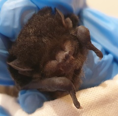 Chalinolobus gouldii