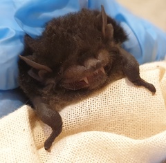 Chalinolobus gouldii