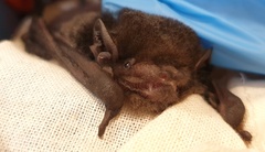 Chalinolobus gouldii