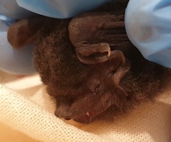 Chalinolobus gouldii