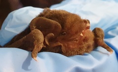 Chalinolobus gouldii