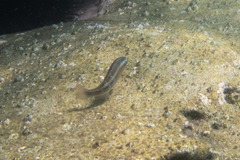 Scarus ghobban