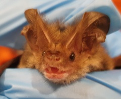 Nyctophilus geoffroyi