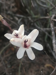 Tritonia pallida
