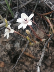 Tritonia pallida