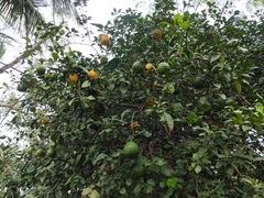 Citrus medica