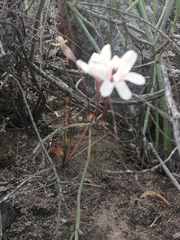 Tritonia pallida