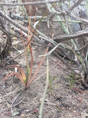 Tritonia pallida