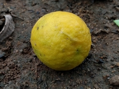 Citrus medica
