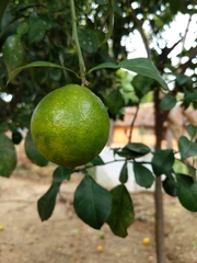 Citrus medica