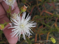 Mesembryanthemum longistylum