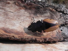 Odontolabis cuvera cuvera