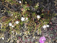 Mesembryanthemum longistylum