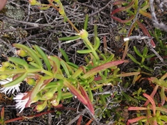 Mesembryanthemum longistylum