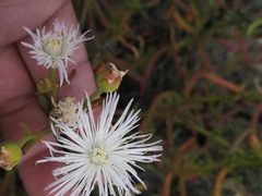 Mesembryanthemum longistylum