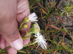 Mesembryanthemum longistylum