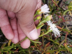 Mesembryanthemum longistylum