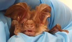 Gould's Long-Eared Bat photo 4