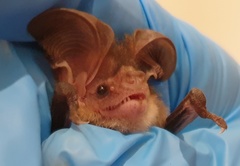 Gould's Long-Eared Bat photo 3