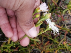 Mesembryanthemum longistylum