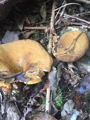 Austropaxillus nothofagi