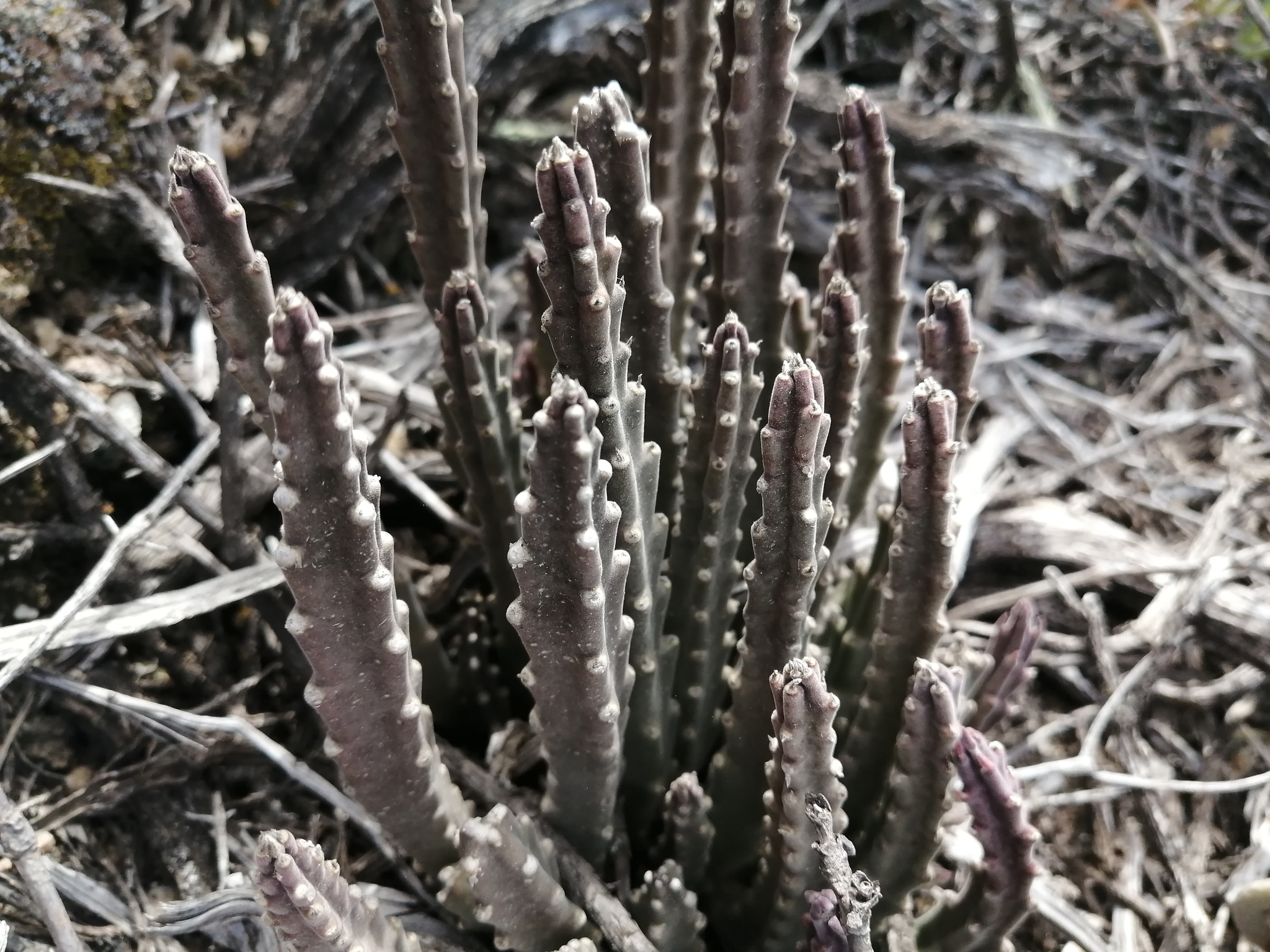 Stapelia paniculata subsp. kougabergensis
