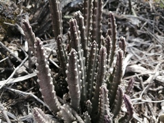 Stapelia paniculata scitula