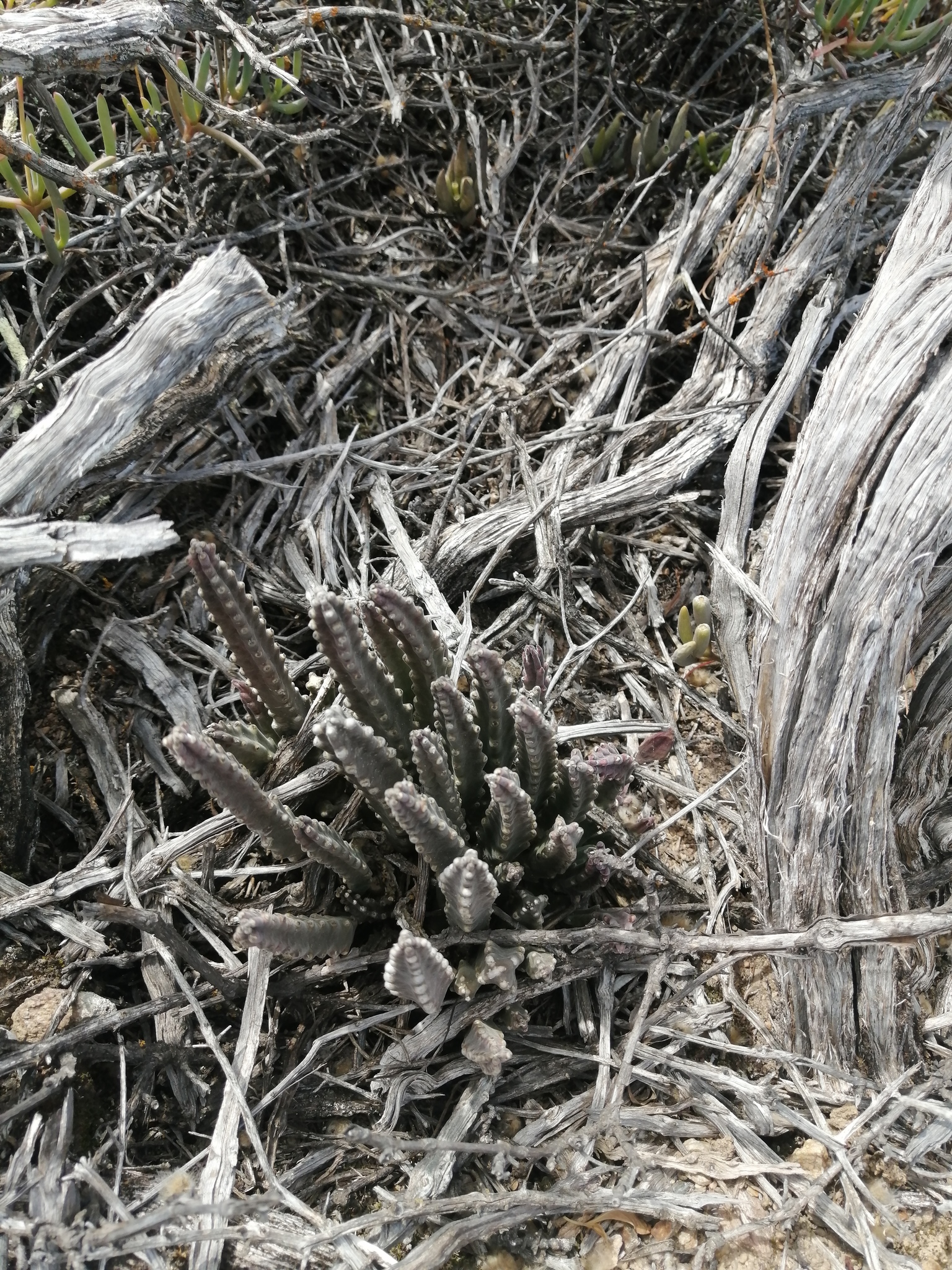 Stapelia paniculata subsp. kougabergensis 2