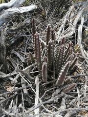 Stapelia paniculata scitula