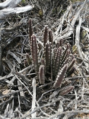 Stapelia paniculata scitula