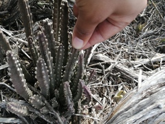 Stapelia paniculata scitula
