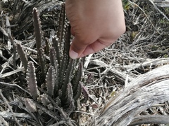 Stapelia paniculata scitula